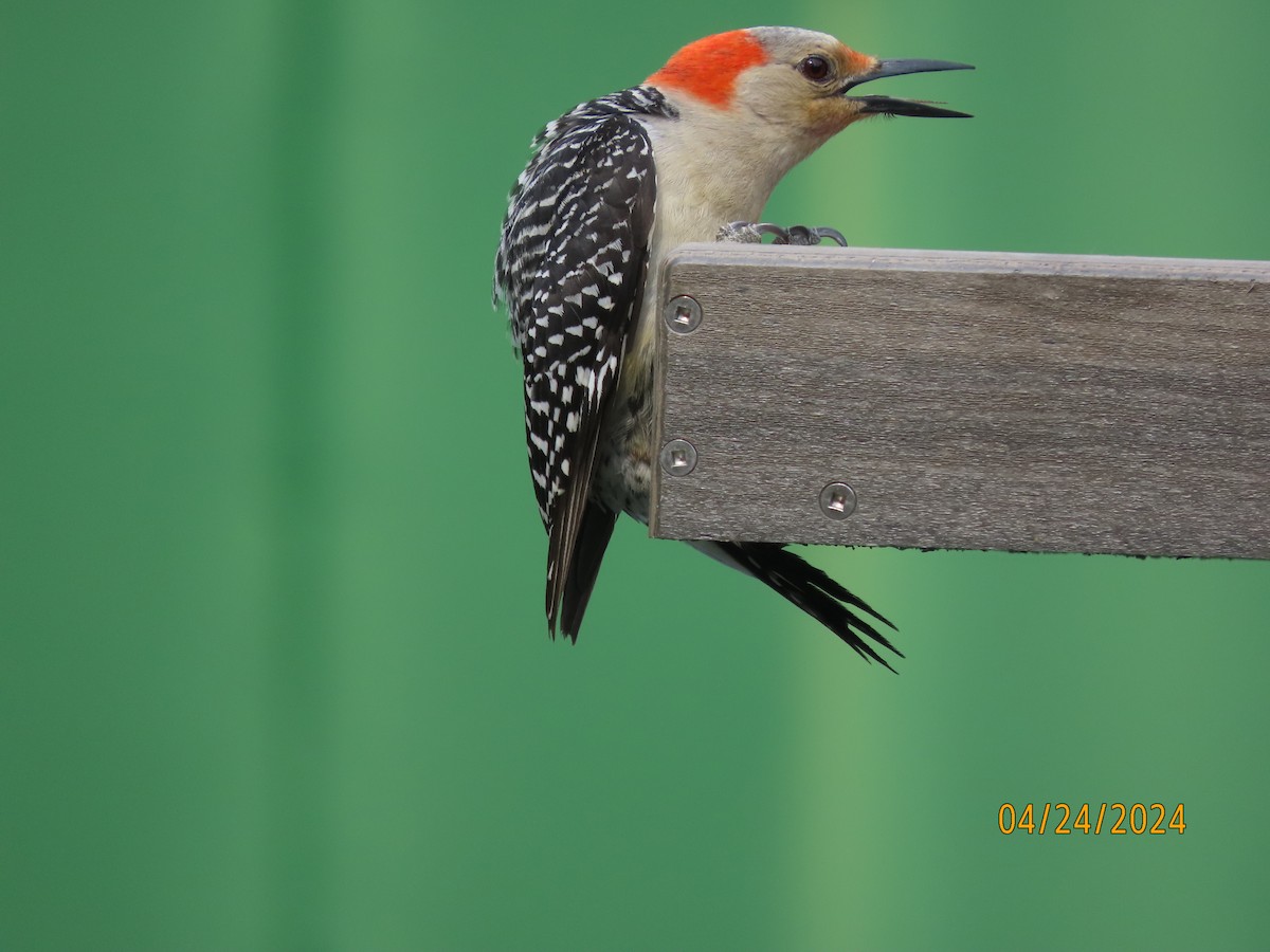 Red-bellied Woodpecker - ML617899520