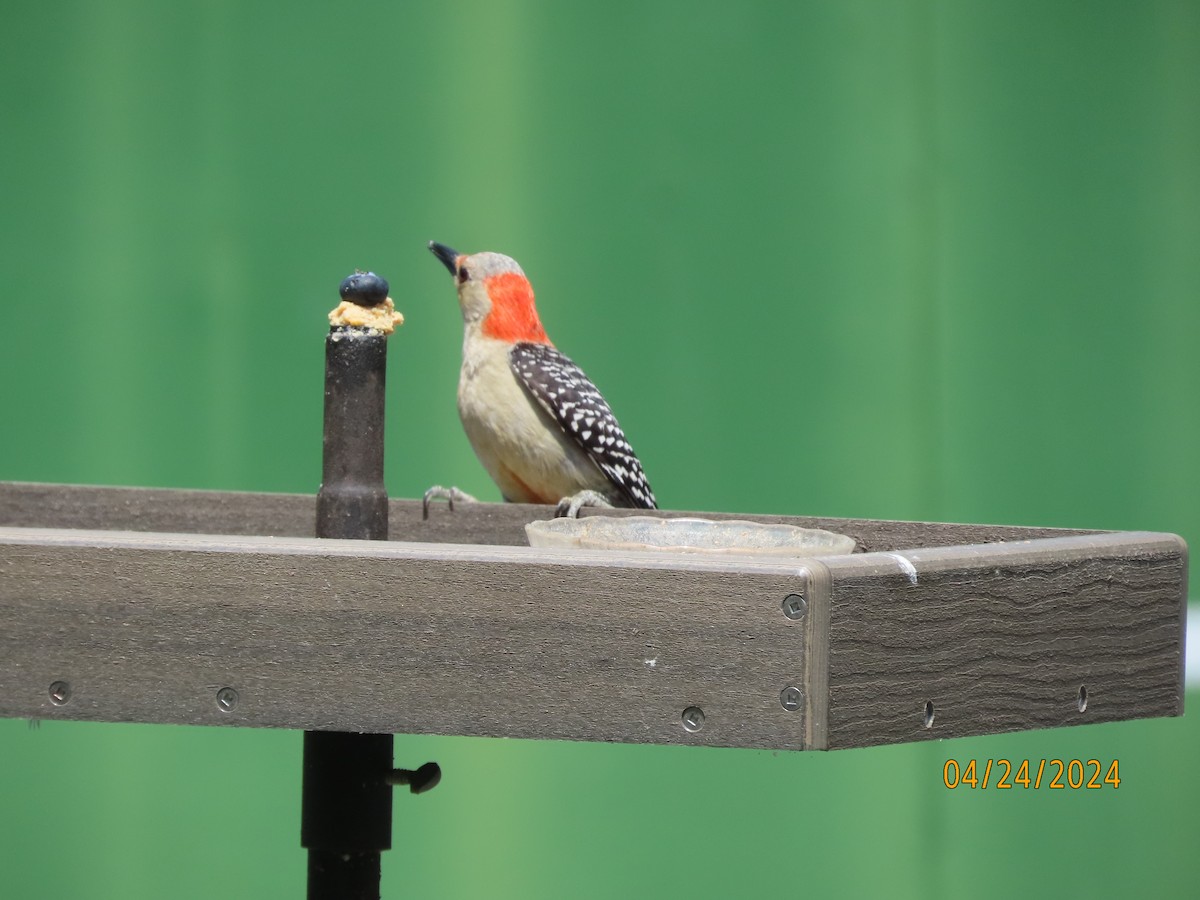 Red-bellied Woodpecker - ML617899523