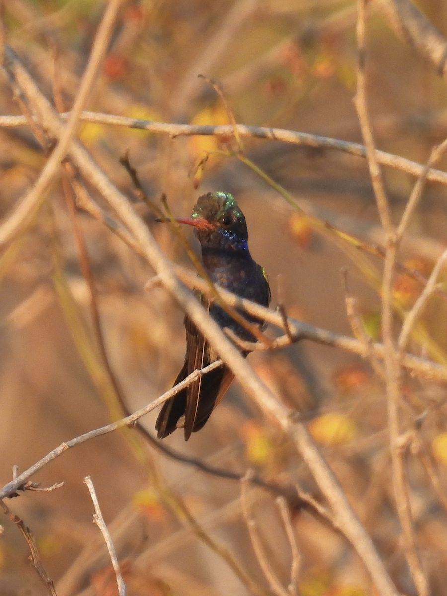Turquoise-crowned Hummingbird - ML617899537