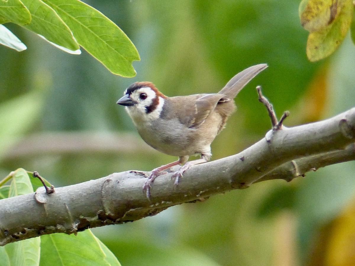 White-faced Ground-Sparrow - ML617899538