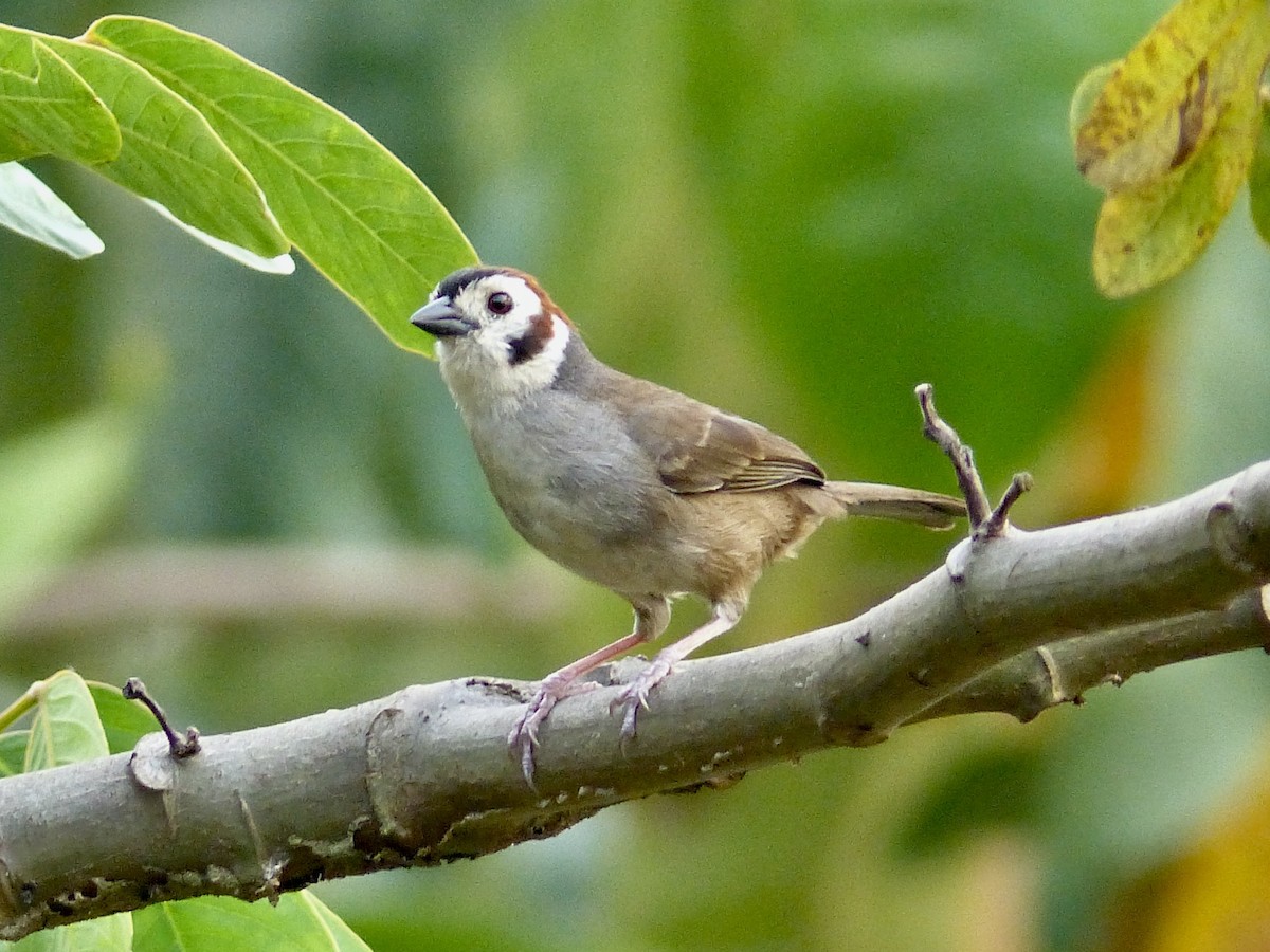 White-faced Ground-Sparrow - ML617899539