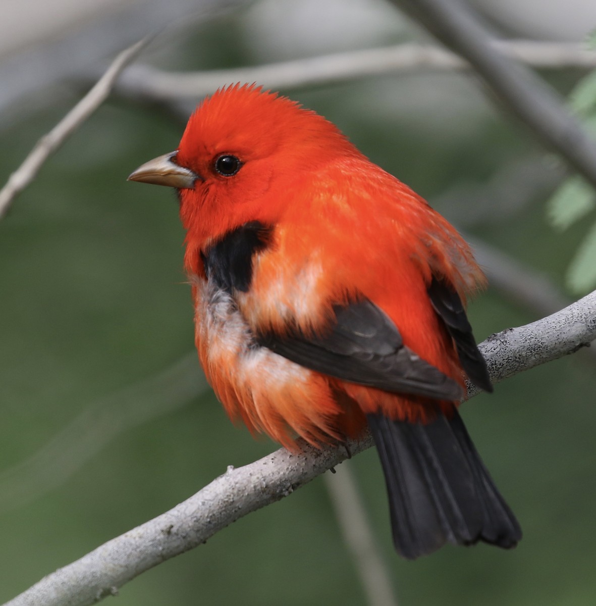 Scarlet Tanager - ML617899545