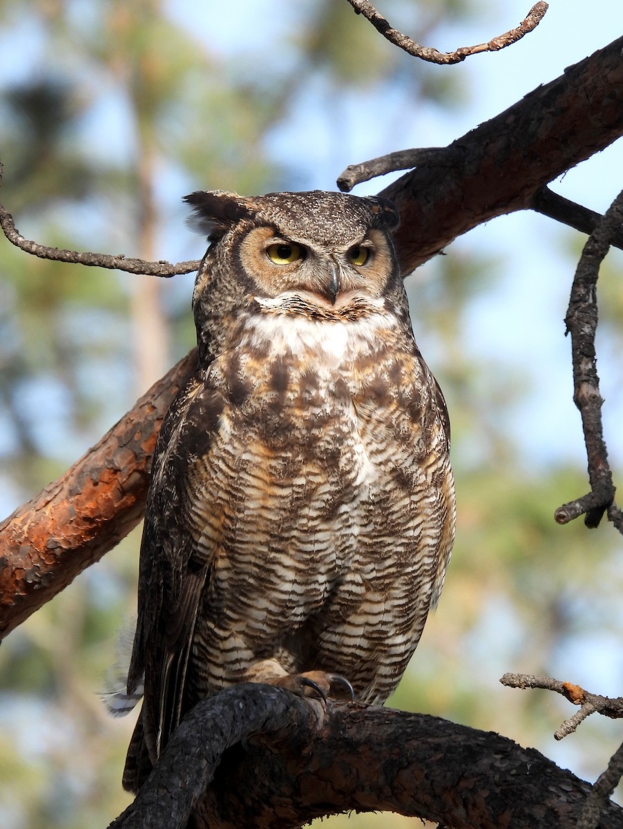 Great Horned Owl - ML617899566