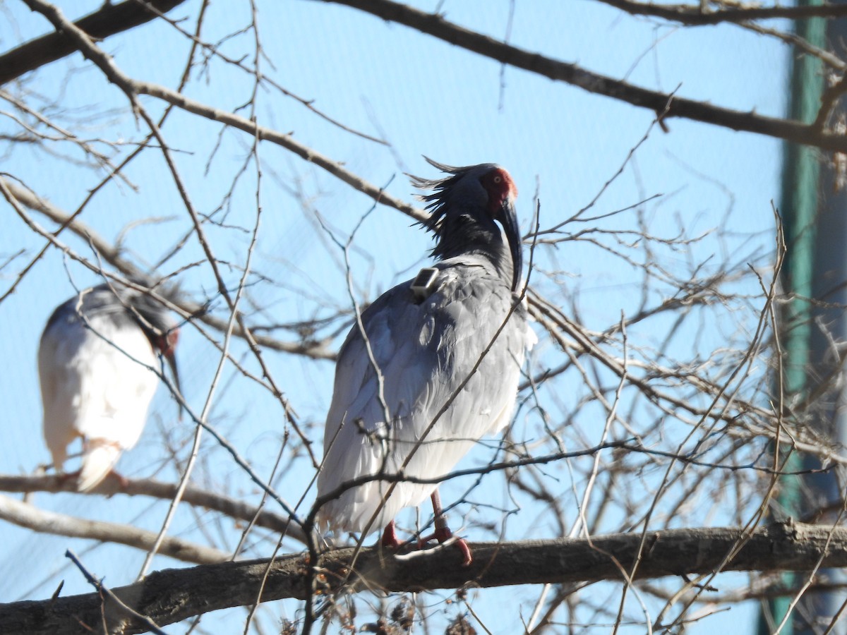 Crested Ibis - ML617899606