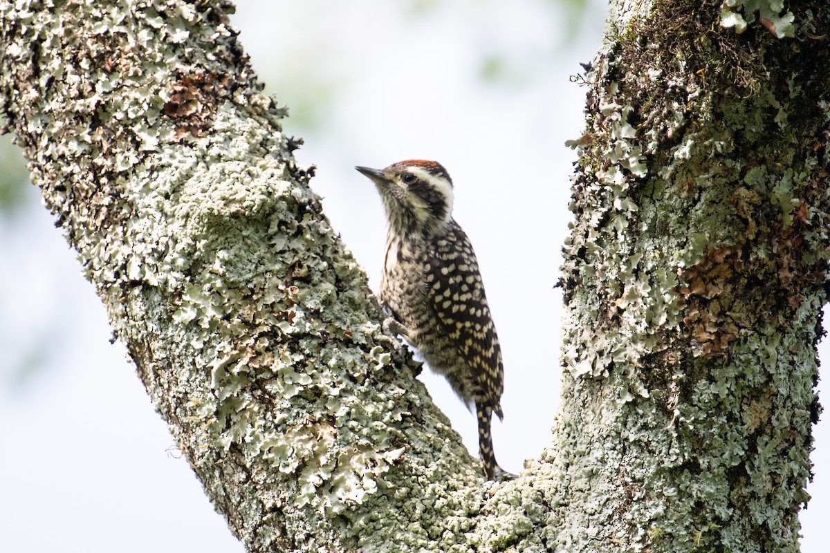 Checkered Woodpecker - ML617899610