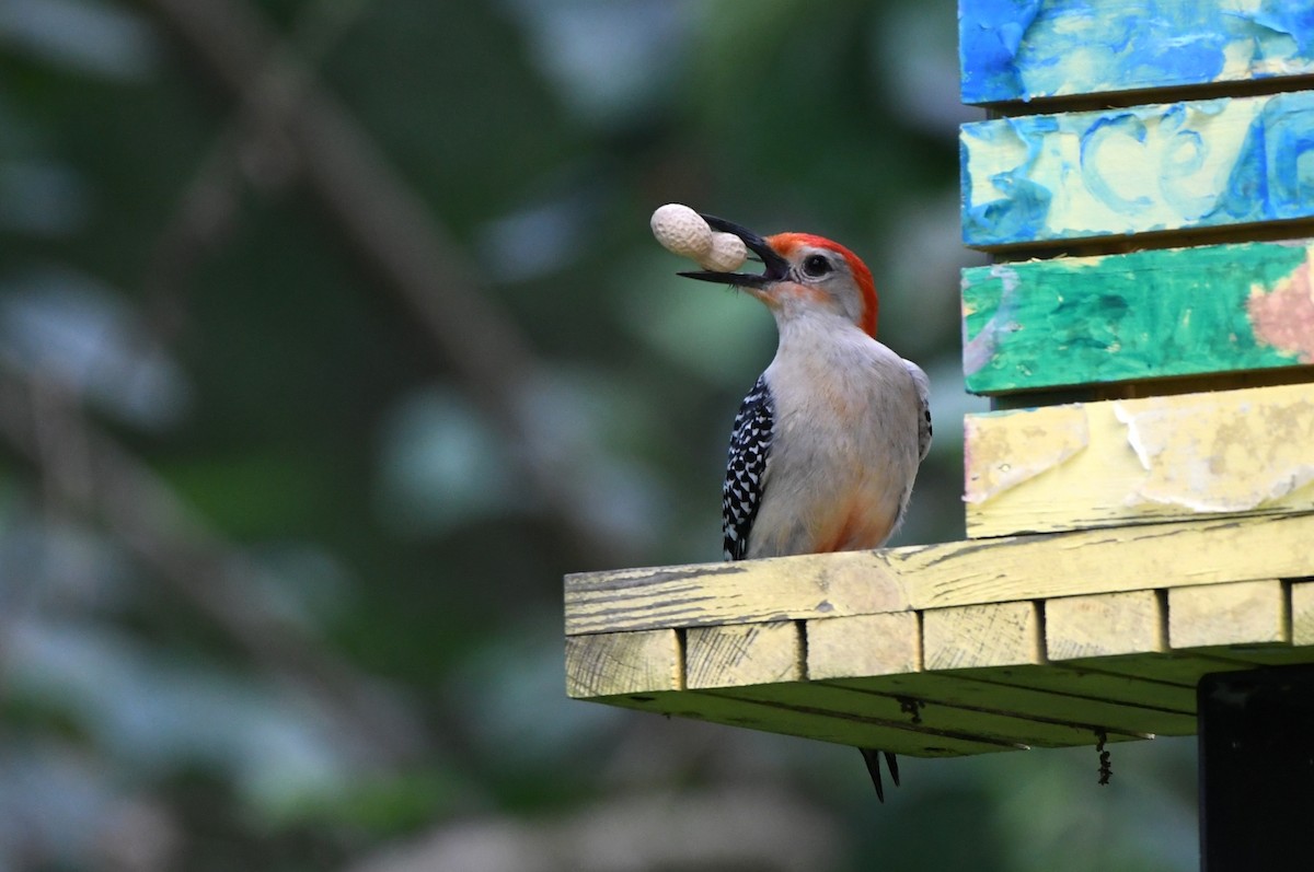 Red-bellied Woodpecker - ML617899619