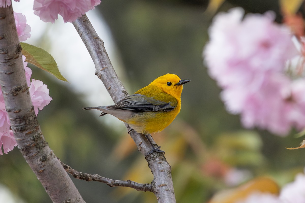 Prothonotary Warbler - ML617899629