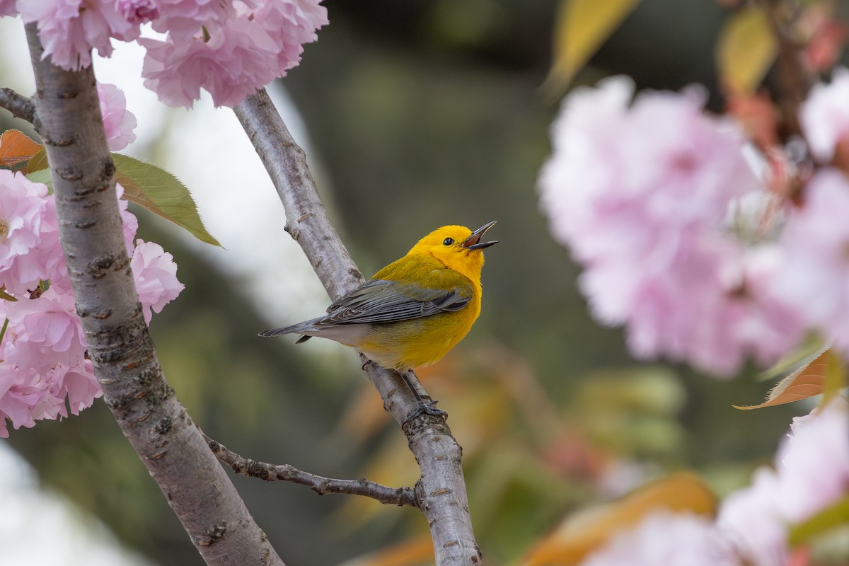 Prothonotary Warbler - ML617899630