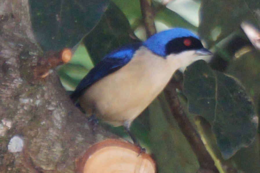 Fawn-breasted Tanager - ML617899643