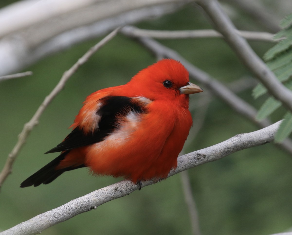 Scarlet Tanager - ML617899650