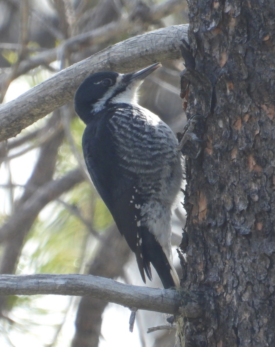 Black-backed Woodpecker - ML617899679