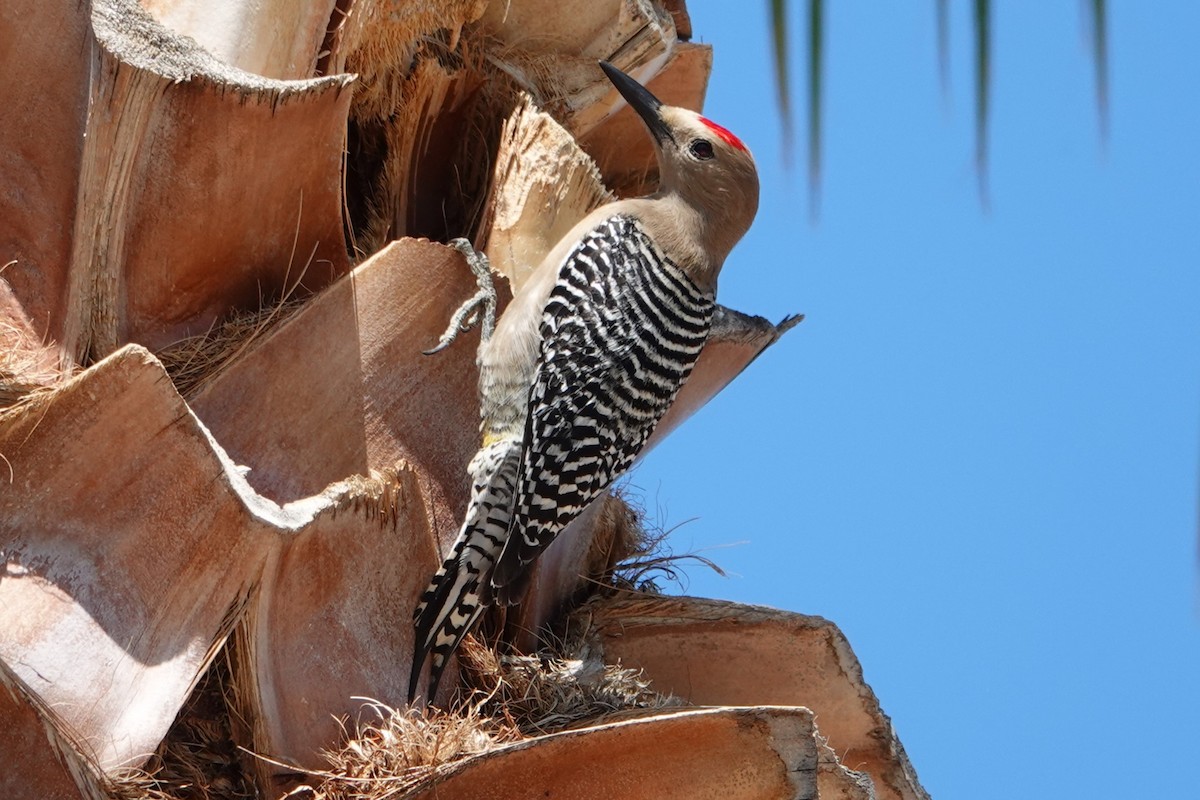 Gila Woodpecker - ML617899763