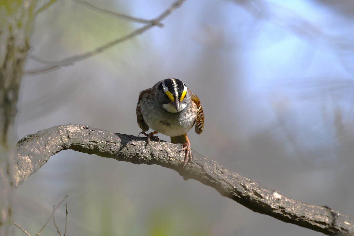 White-throated Sparrow - ML617899781