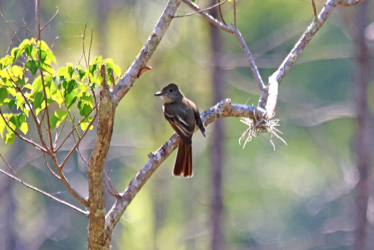 Great Crested Flycatcher - ML617899790