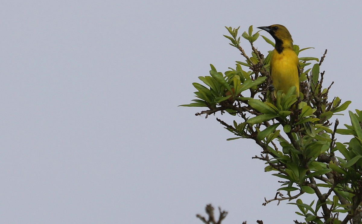 Orchard Oriole - ML617899800