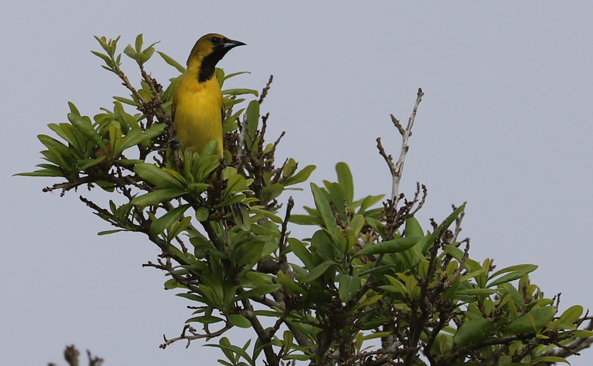Orchard Oriole - ML617899807