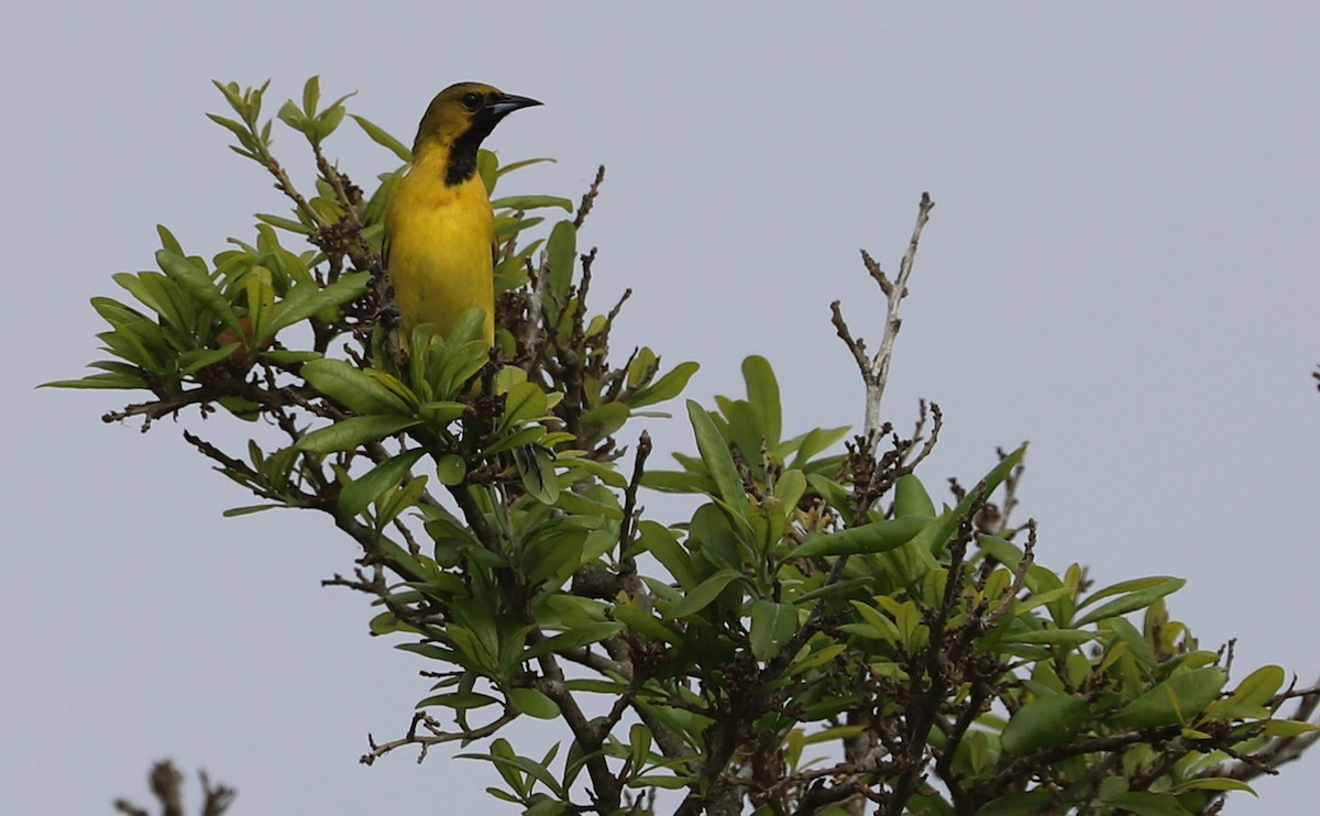 Orchard Oriole - ML617899811