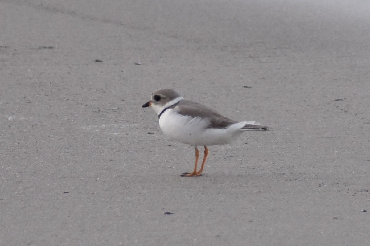 Piping Plover - ML617899828