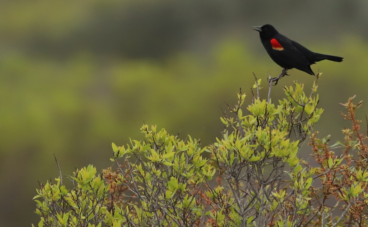 Red-winged Blackbird (Red-winged) - ML617899833