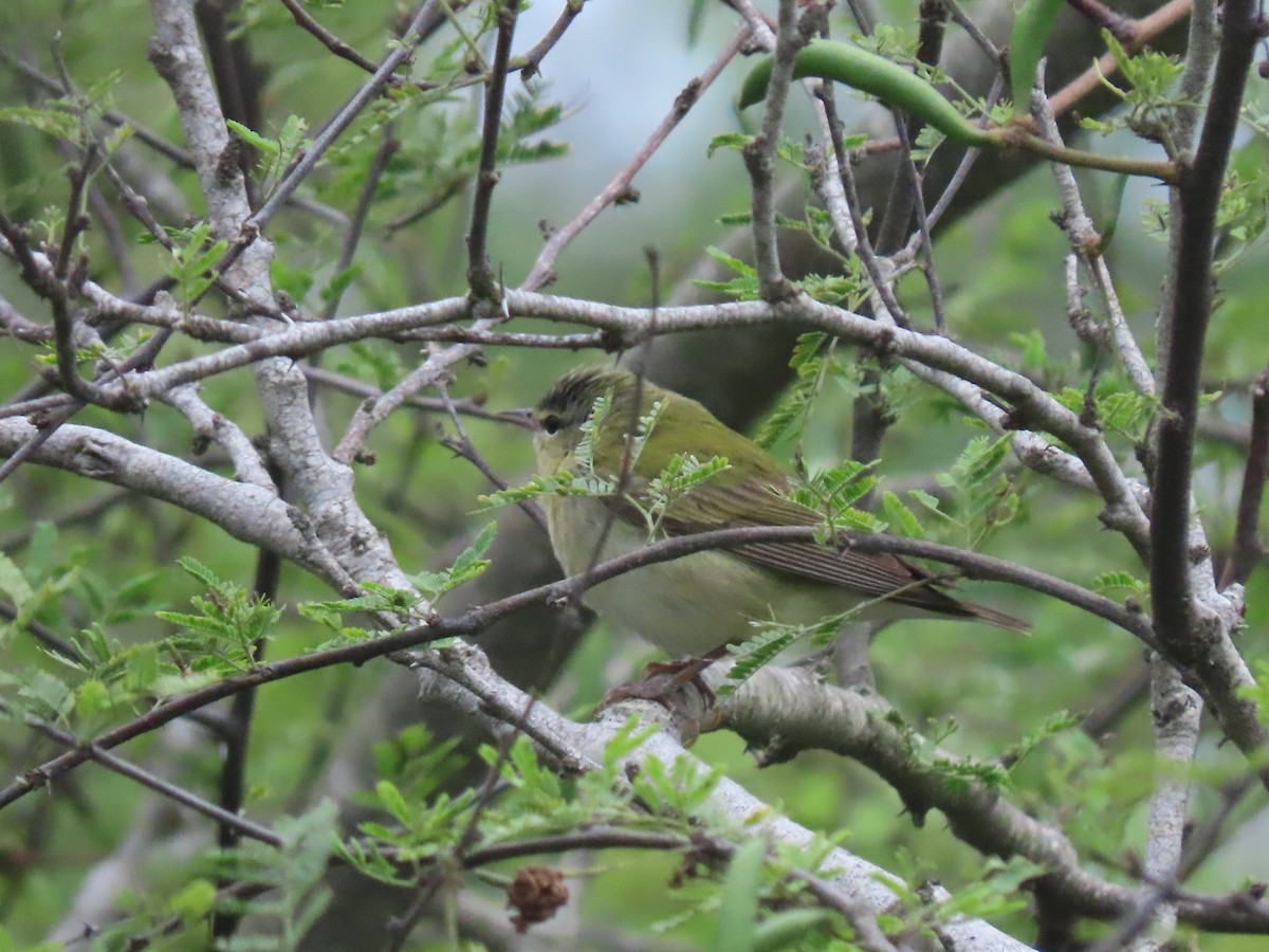 Tennessee Warbler - Maia Ginsburg