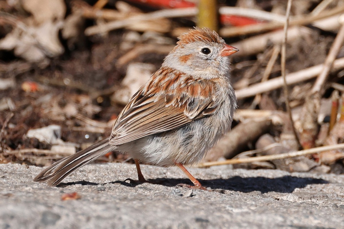 Field Sparrow - ML617899843