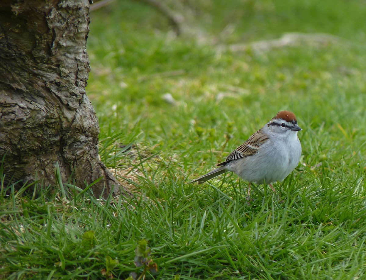 Chipping Sparrow - ML617899902