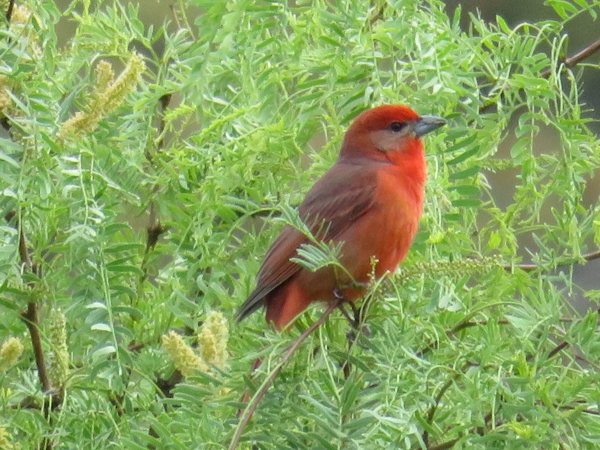 Hepatic Tanager - ML617899904
