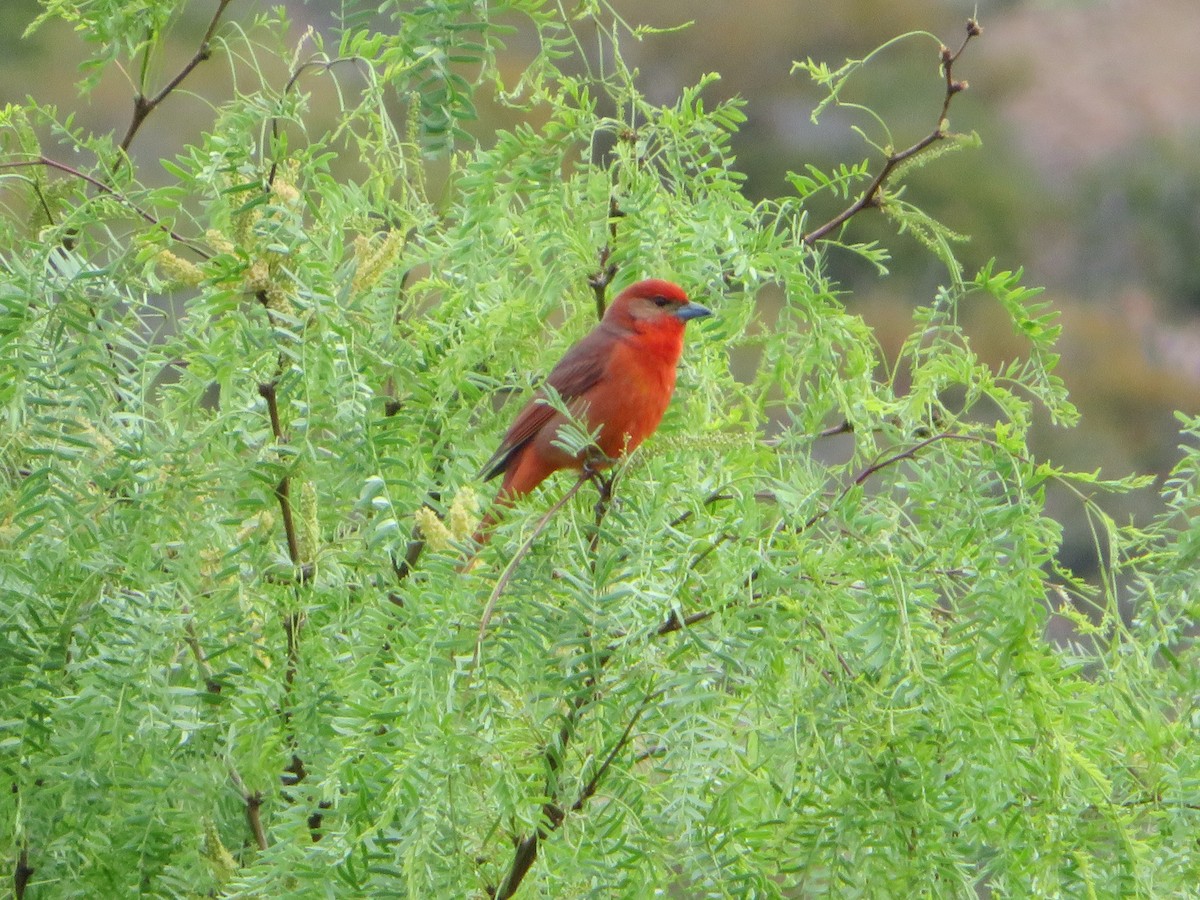 Hepatic Tanager - Anna Wittmer