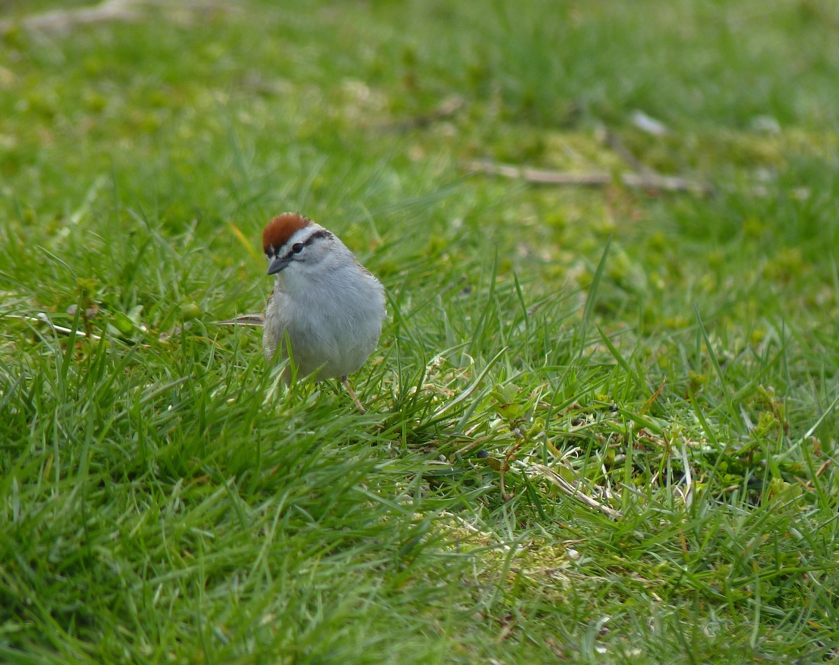 Chipping Sparrow - ML617899915