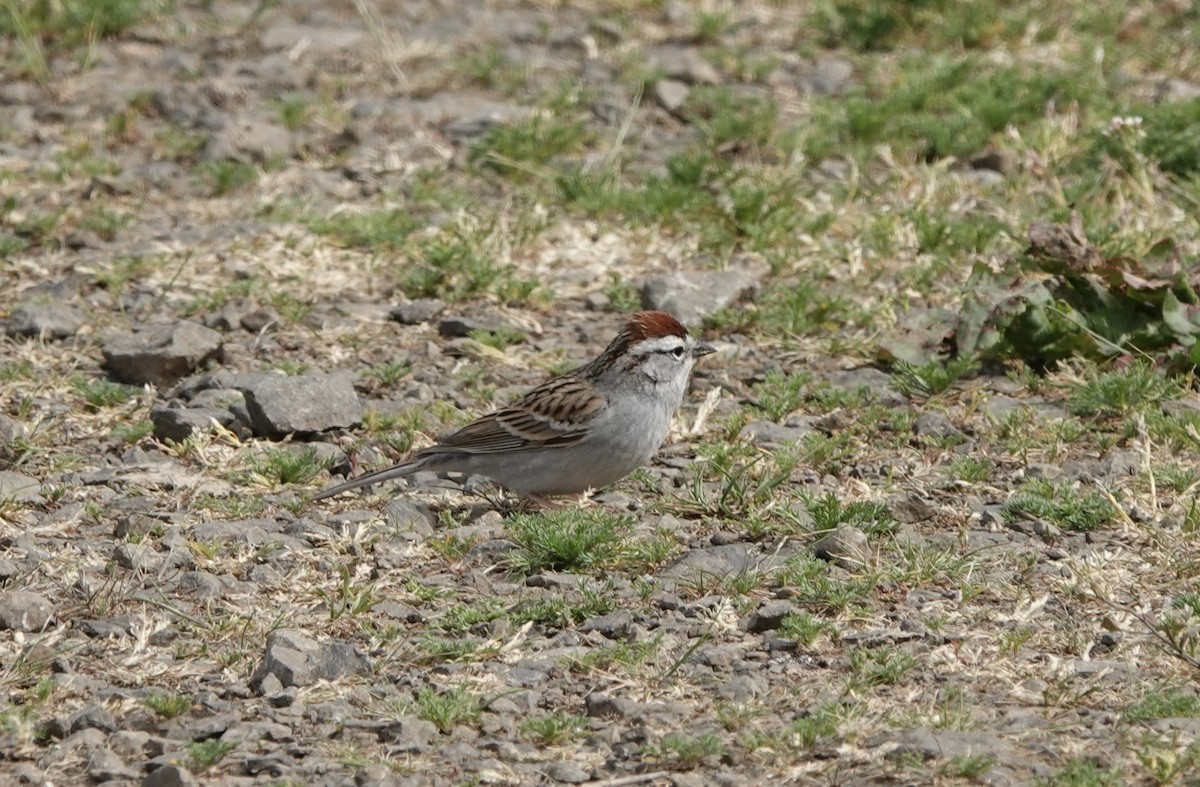 Chipping Sparrow - ML617899948