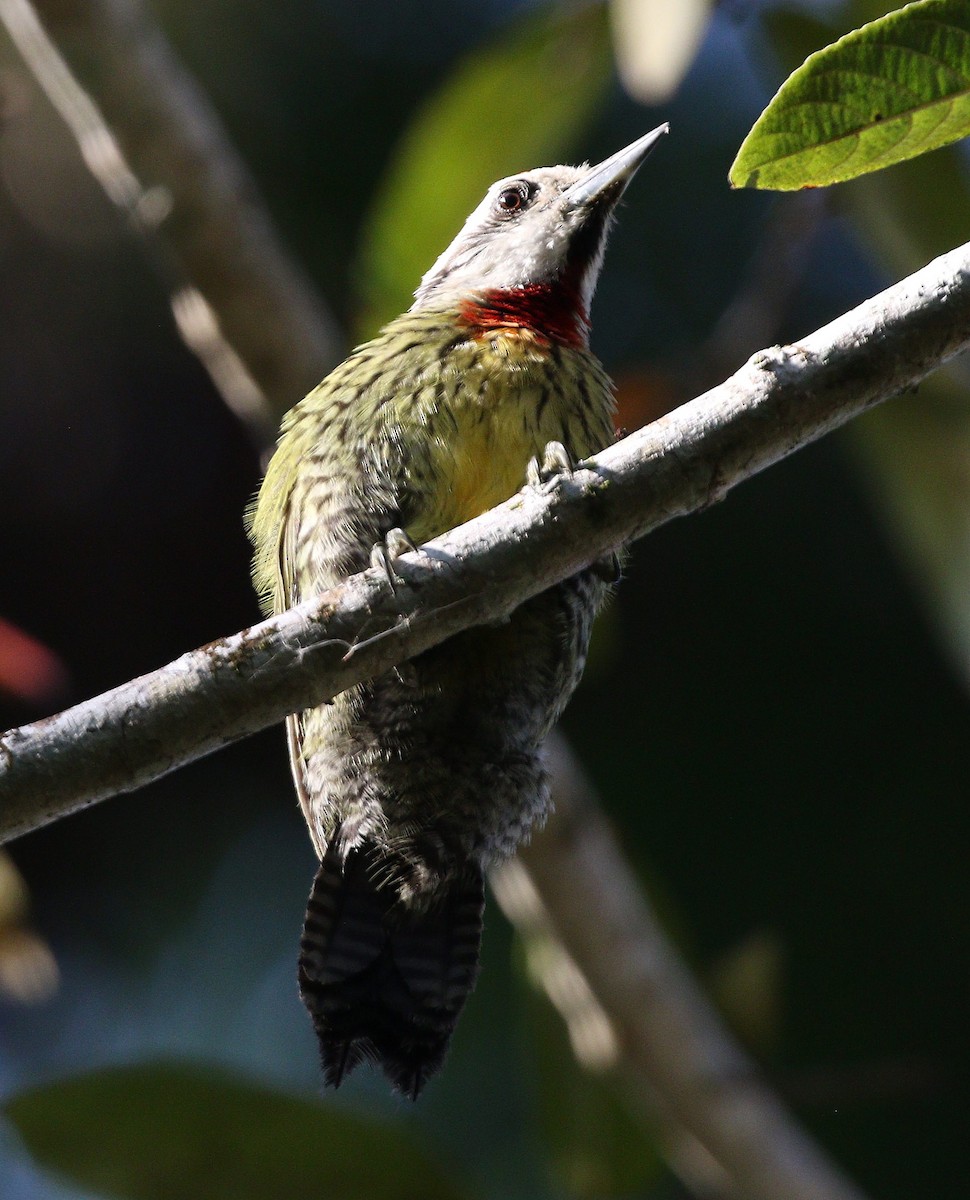Cuban Green Woodpecker - ML617899960