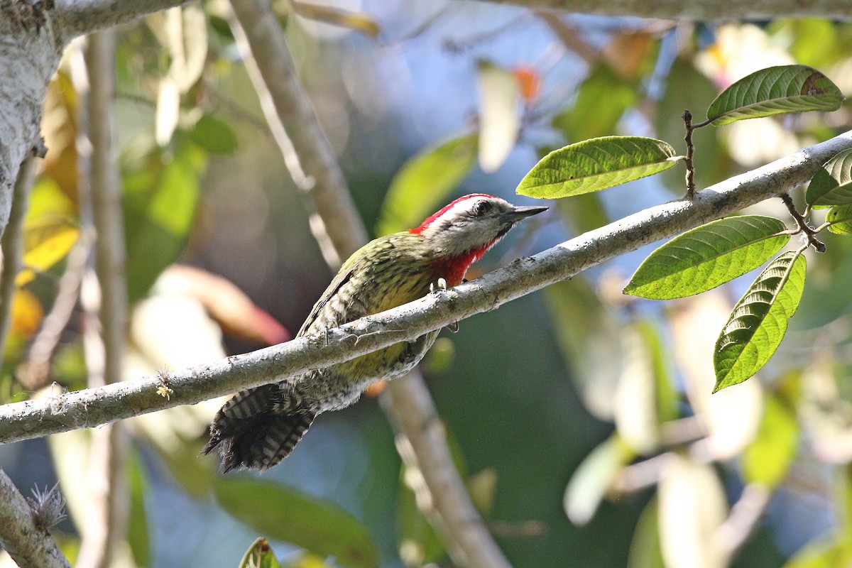 Cuban Green Woodpecker - ML617899961
