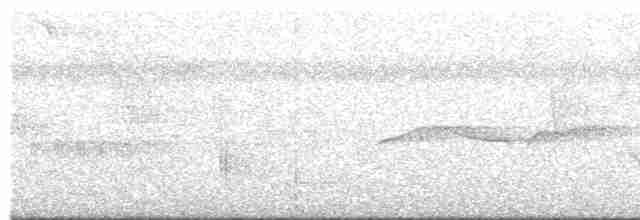 Манакін-короткокрил білочеревий - ML617900033