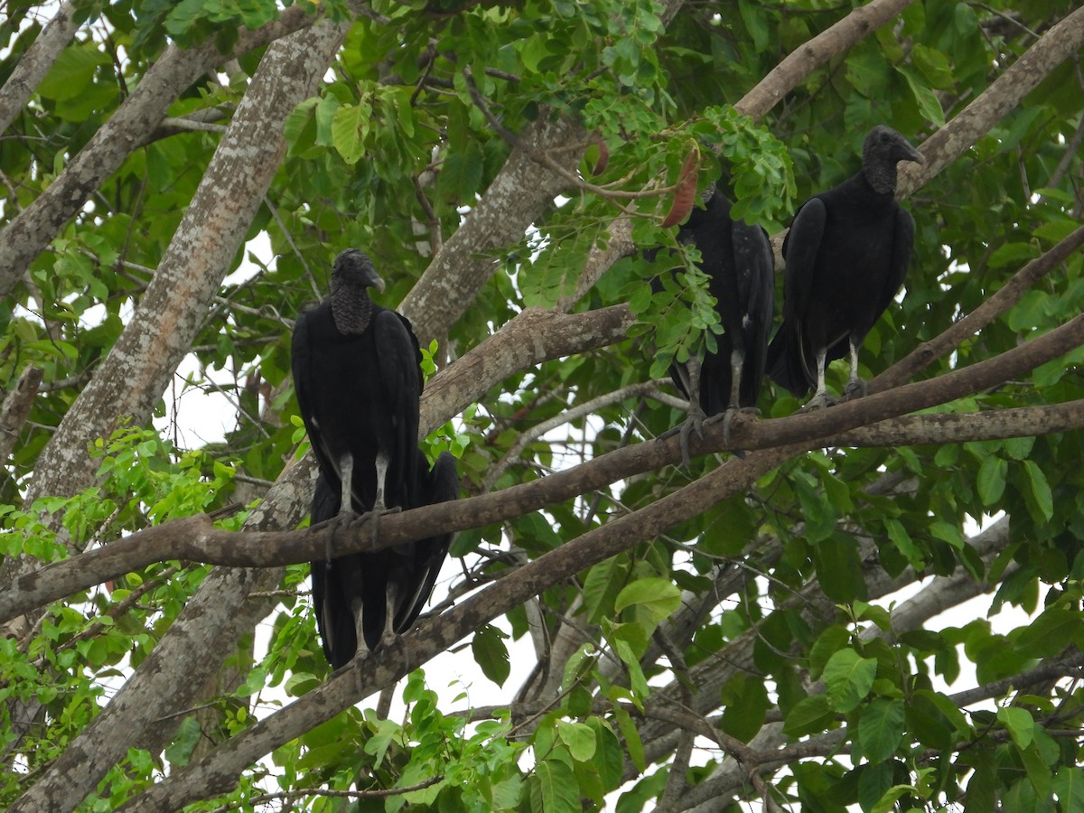 Black Vulture - ML617900121