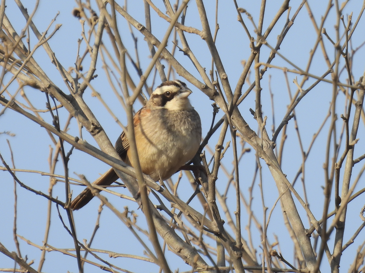 Stripe-headed Sparrow - Jeanette Stone