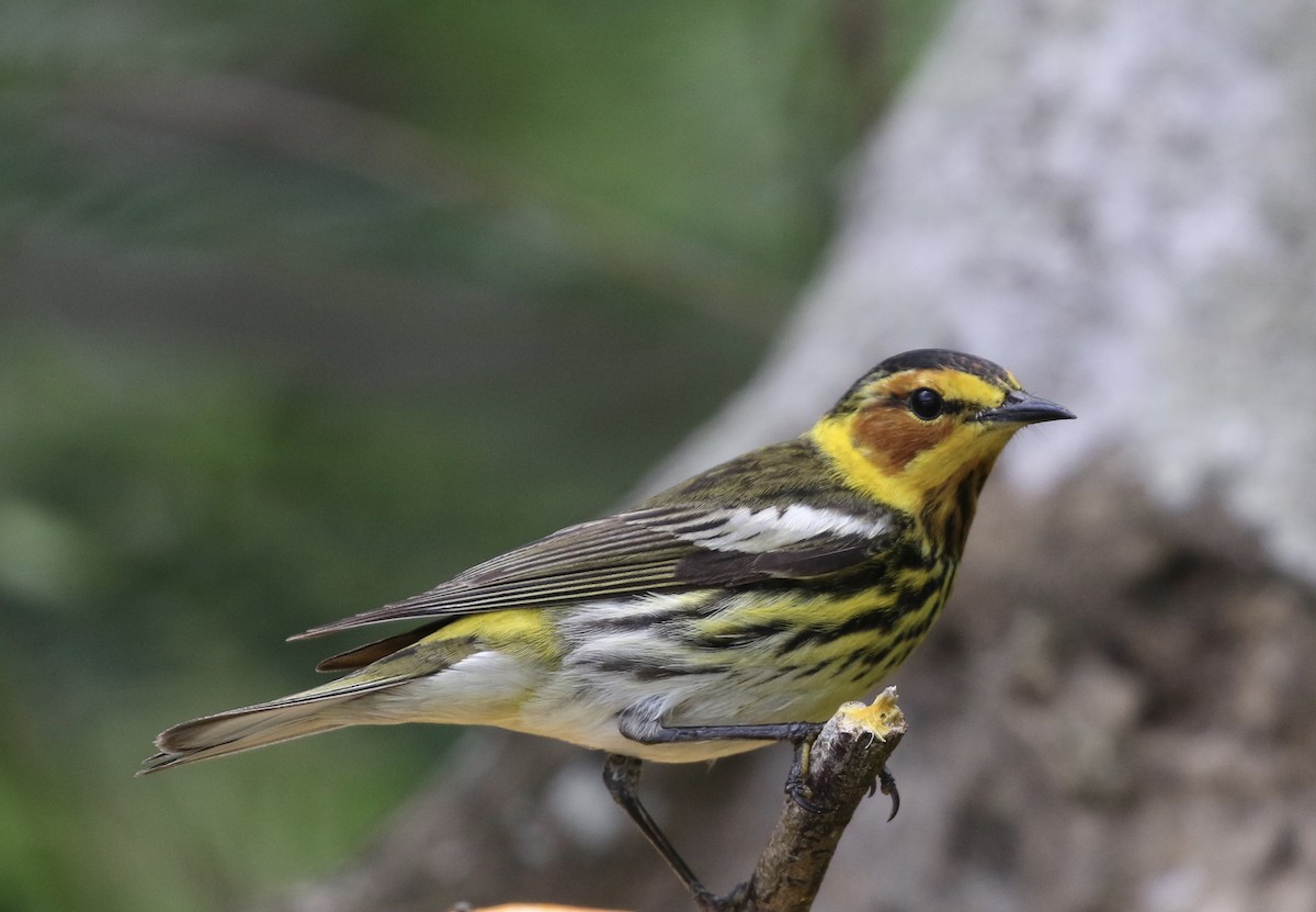 Cape May Warbler - ML617900168