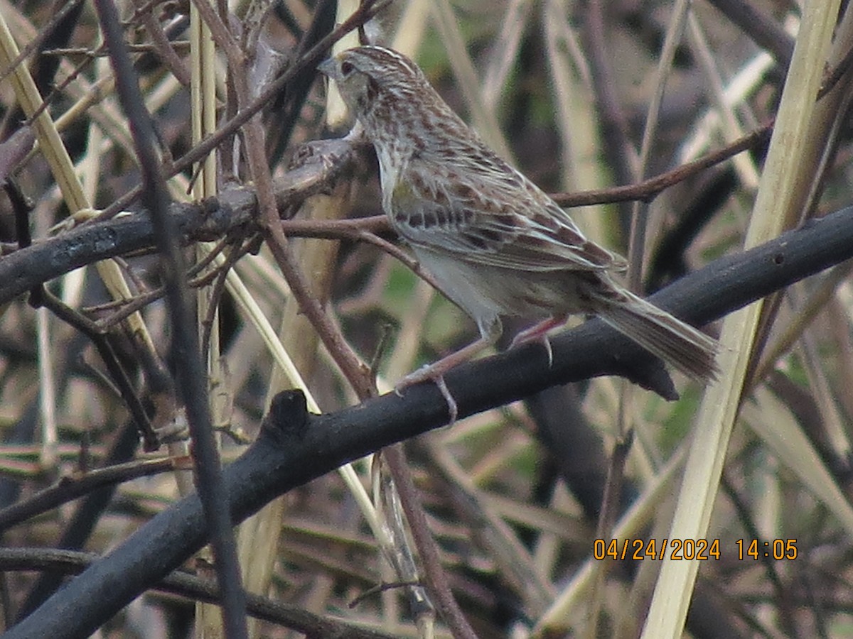 Grasshopper Sparrow - ML617900241