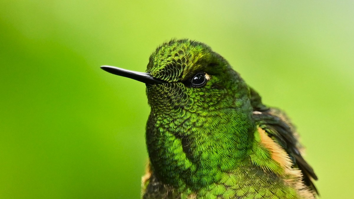 kolibřík žlutoocasý - ML617900301