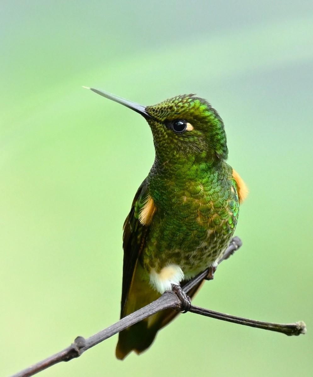 kolibřík žlutoocasý - ML617900302