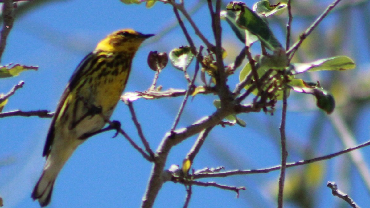 Cape May Warbler - ML617900356
