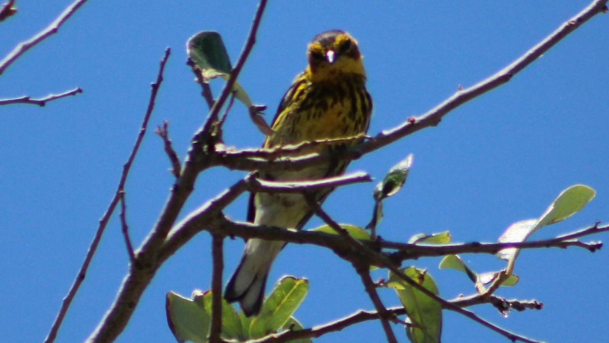 Cape May Warbler - ML617900357