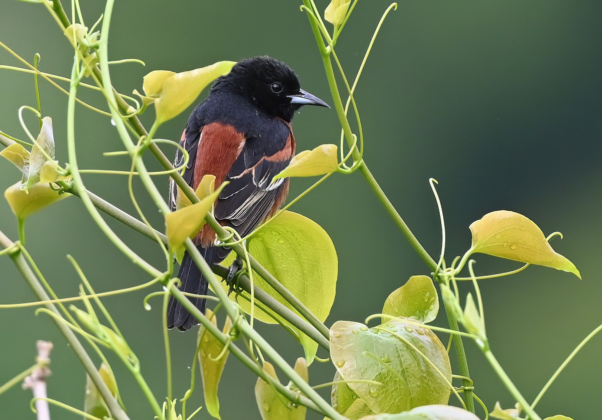 Orchard Oriole - ML617900362