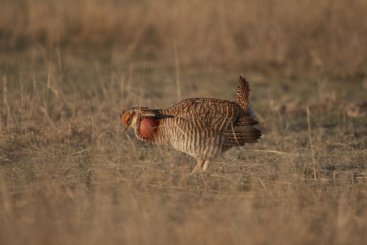 Greater x Lesser Prairie-Chicken (hybrid) - ML617900366