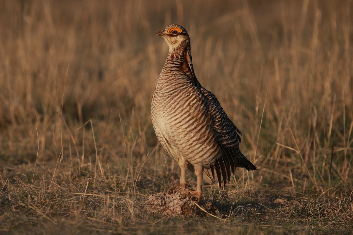Greater x Lesser Prairie-Chicken (hybrid) - ML617900370