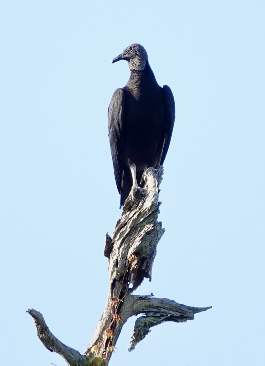 Black Vulture - ML617900386