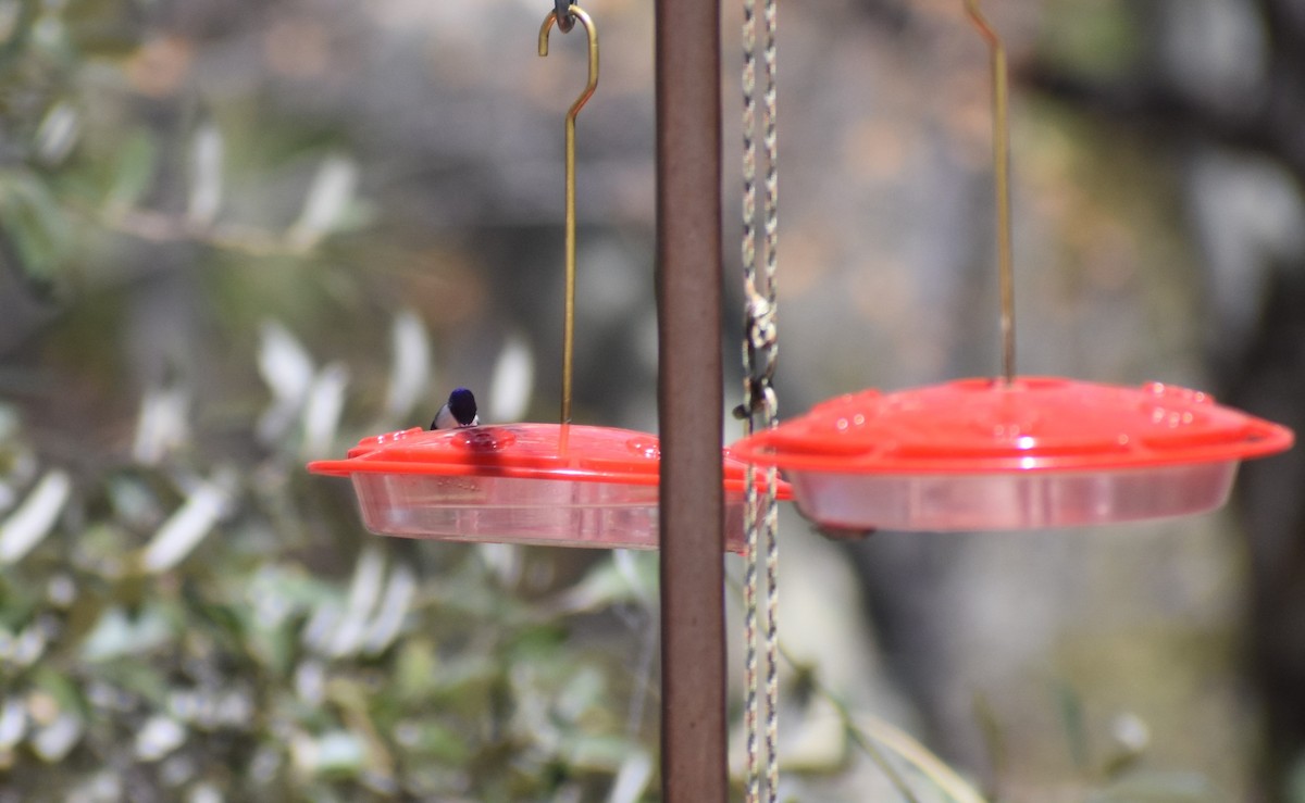 Violet-crowned Hummingbird - ML617900395