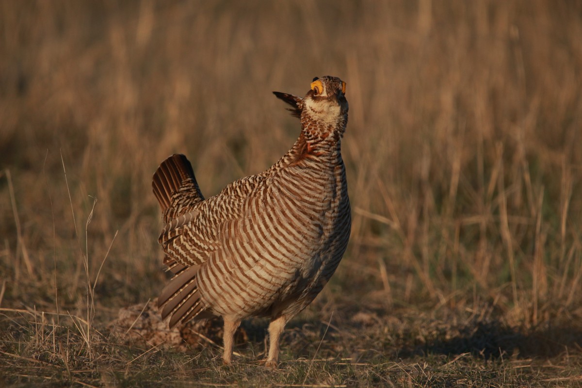 Greater x Lesser Prairie-Chicken (hybrid) - Jesse Pline