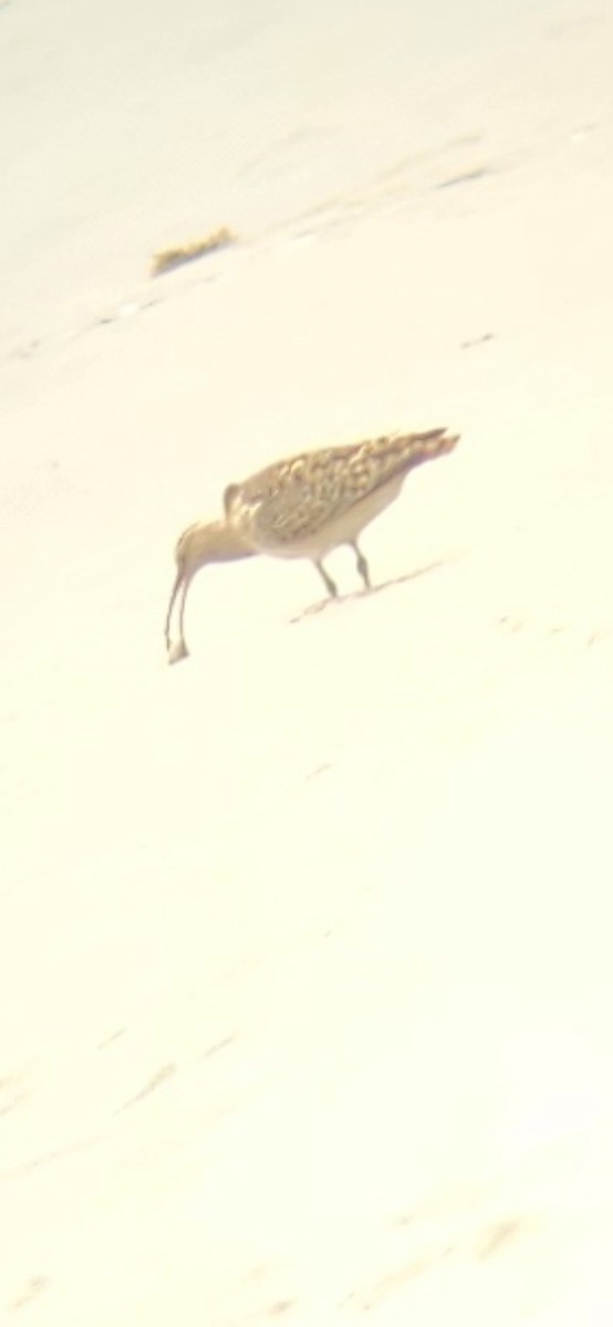 Bristle-thighed Curlew - ML617900470
