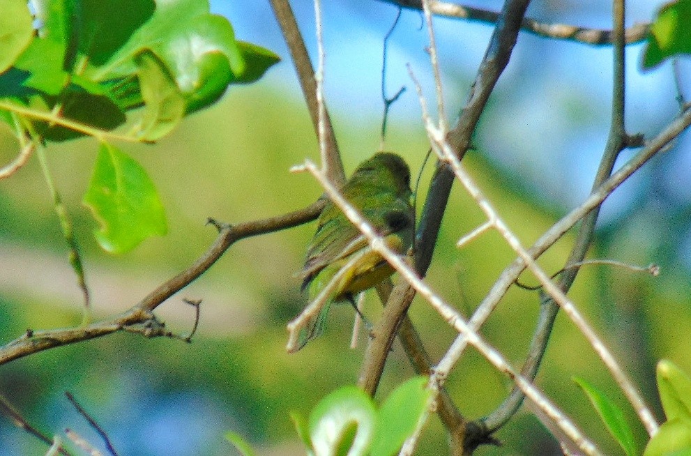 Painted Bunting - ML617900476