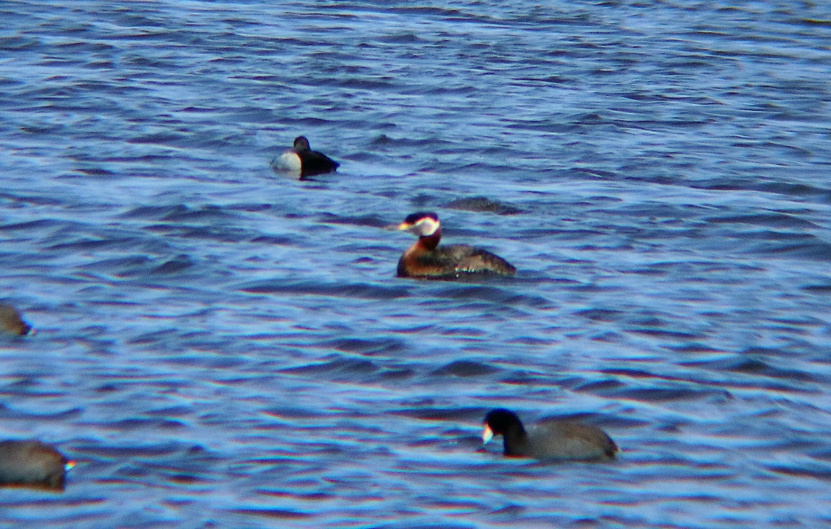 Red-necked Grebe - ML617900486